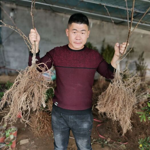 平邑县 正宗嫁接猕猴桃苗，红阳，徐香，楚红，萃香，各种品种