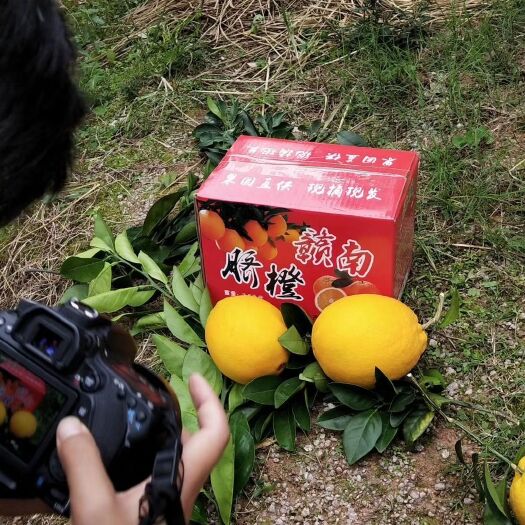 赣州 赣南富硒脐橙