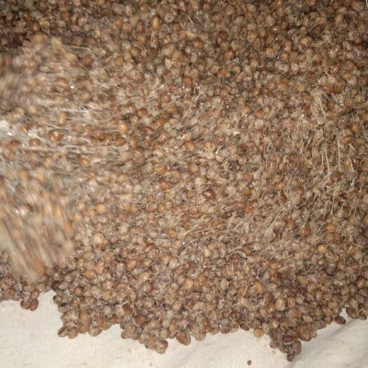 青岛酱豆 30多年制作经验 天然传统发酵 丝长粘稠 质量营养保存