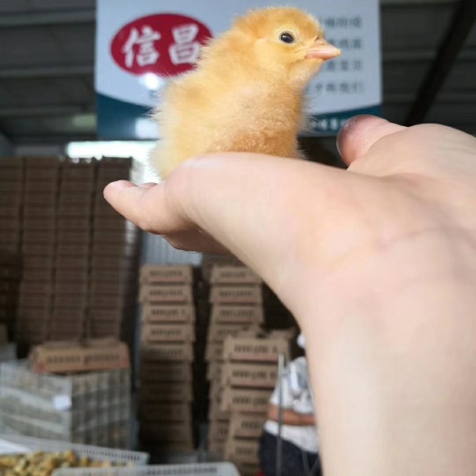 枣阳市优质土鸡苗，出壳马立克