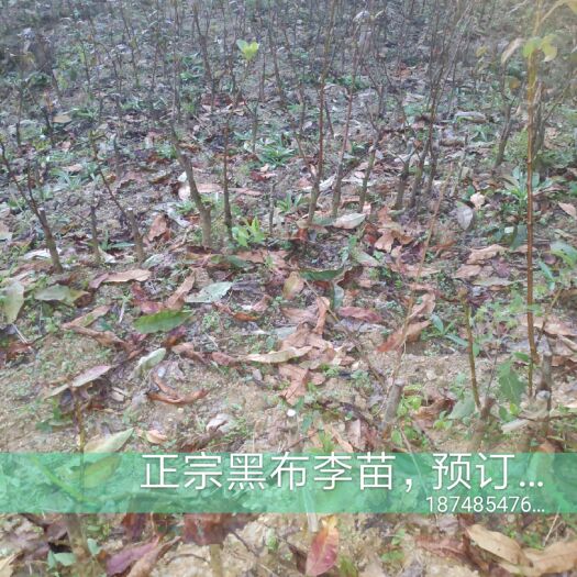 黑布林 有需要的老板赶紧预订
