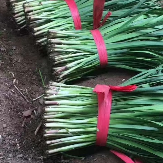  韭菜大量上市，韭菜种植基地！河南韭菜上市