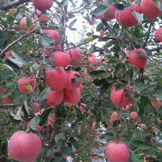栖霞市栖霞苹果 电商，一件代发