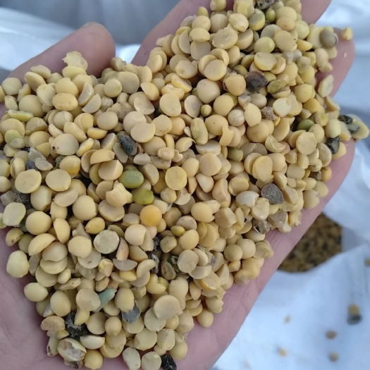 北安市 黄豆瓣