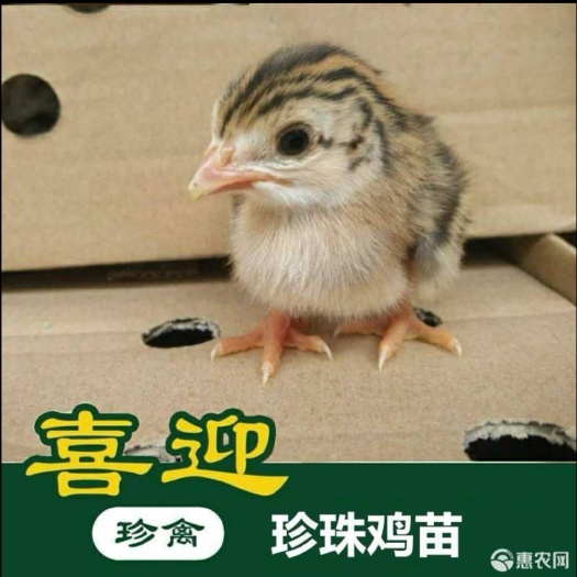 佛山珍珠鸡苗！包邮包路损！包打马利克疫苗！
