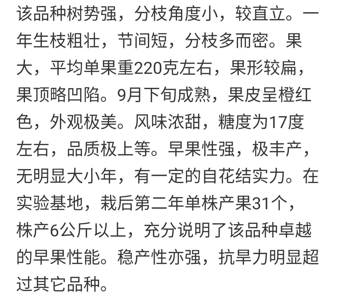 日本甜柿子苗  日本甜柿苗嫁接柿子树苗无核甜脆摘下即食不麻不涩，保品种保成活