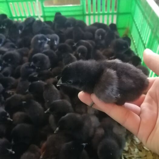 南宁五黑一绿鸡苗 统货