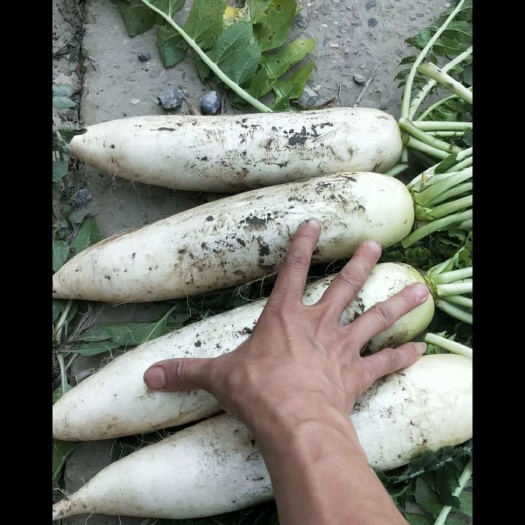 重庆市精品白萝卜现在上市无黑点无青头，色泽美丽′，欢迎新老顾客