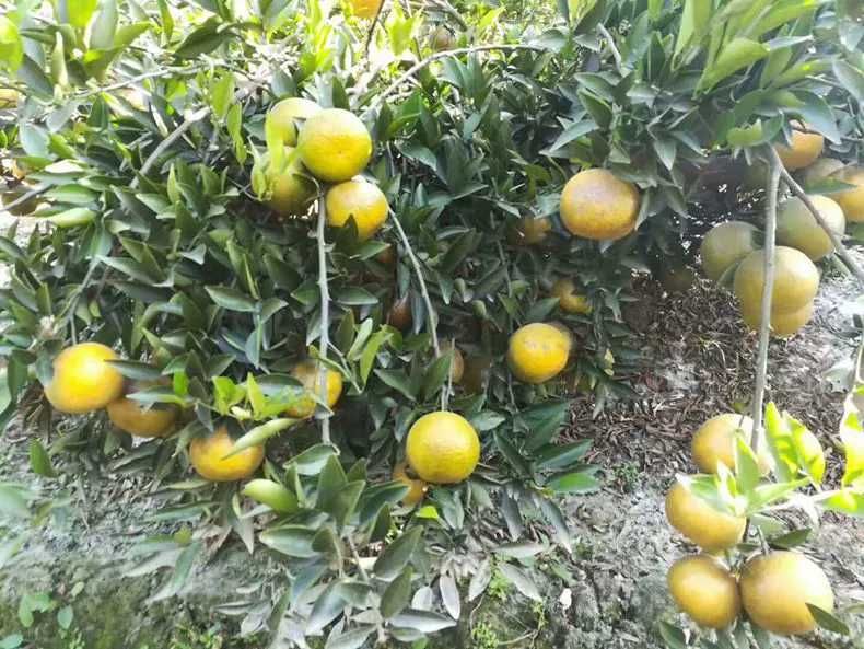 陈皮 广西壮族自治区钦州市浦北县