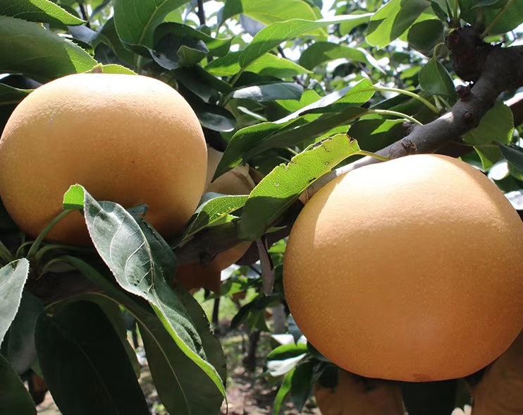 2023新果秋月梨  脆甜多汁果肉细腻无渣快递包邮礼盒装供选