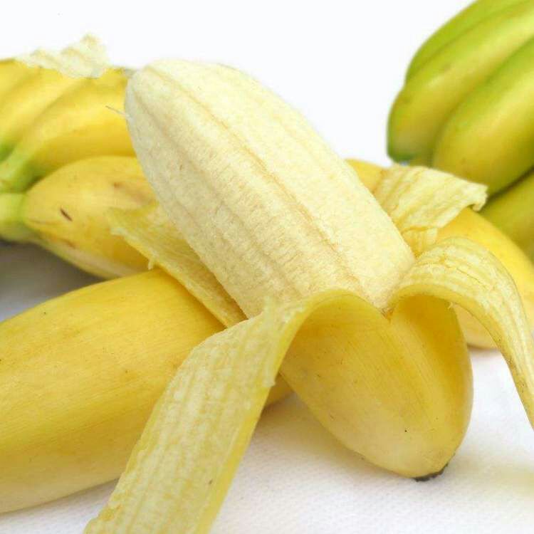 广西香蕉苗果树苗  当年结果南方四季盆栽可种植