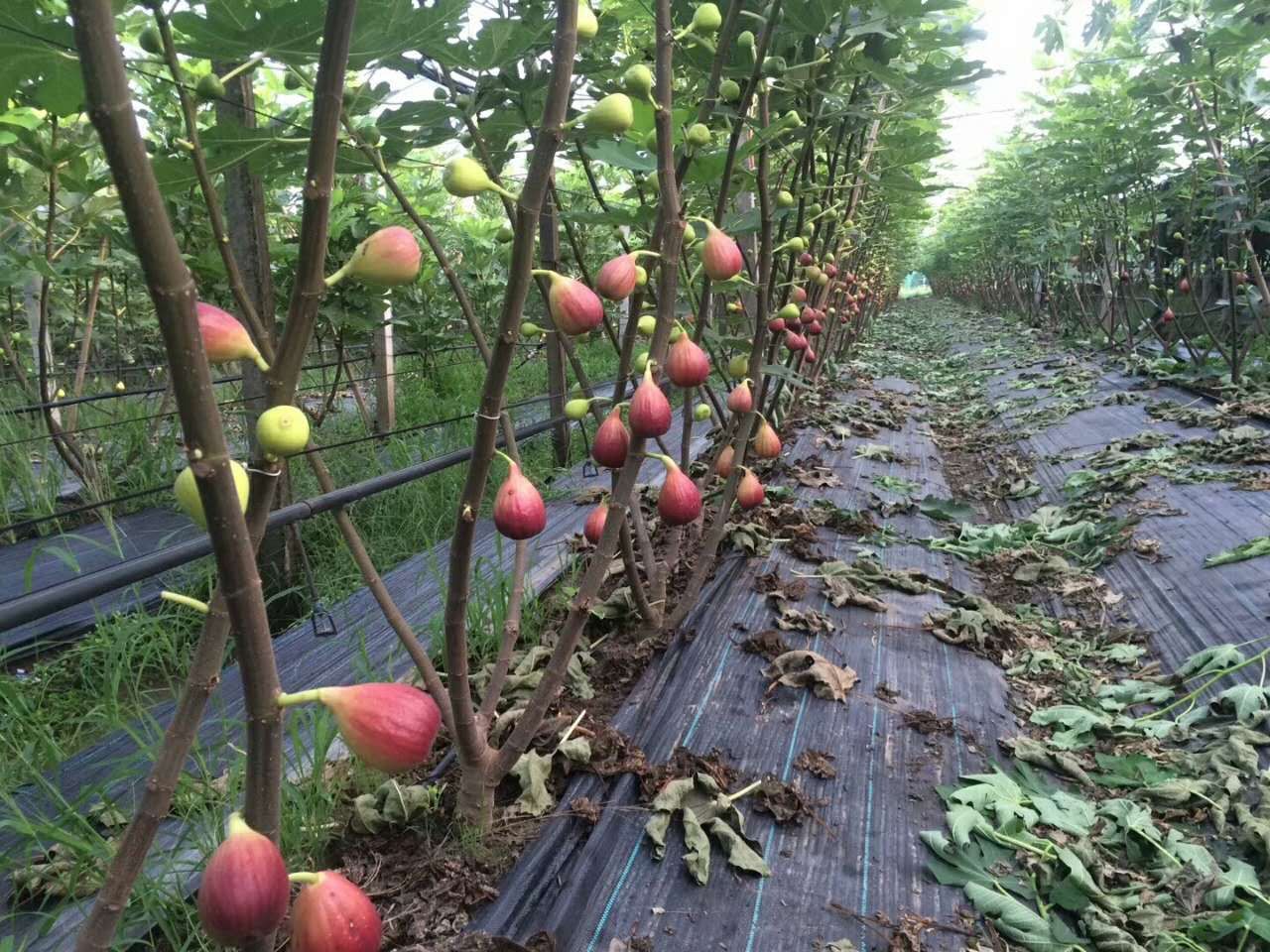  玛斯义陶芬苗  纯正嫁接苗  包品种  包结果 基地直销