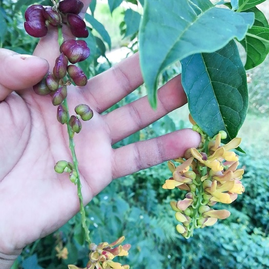 凤庆县黄花倒水莲