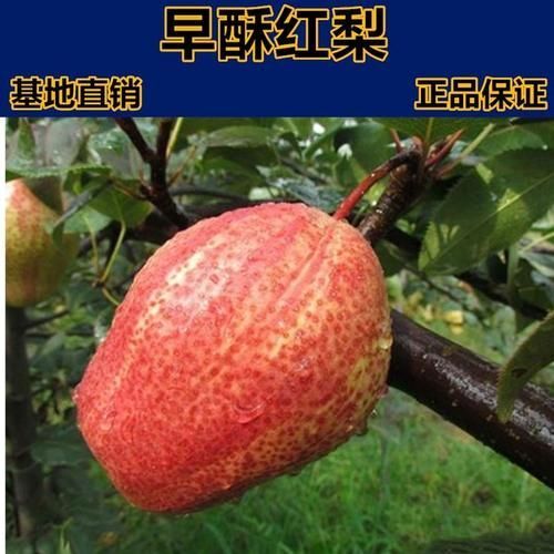 平邑县早酥红梨苗 早酥梨苗