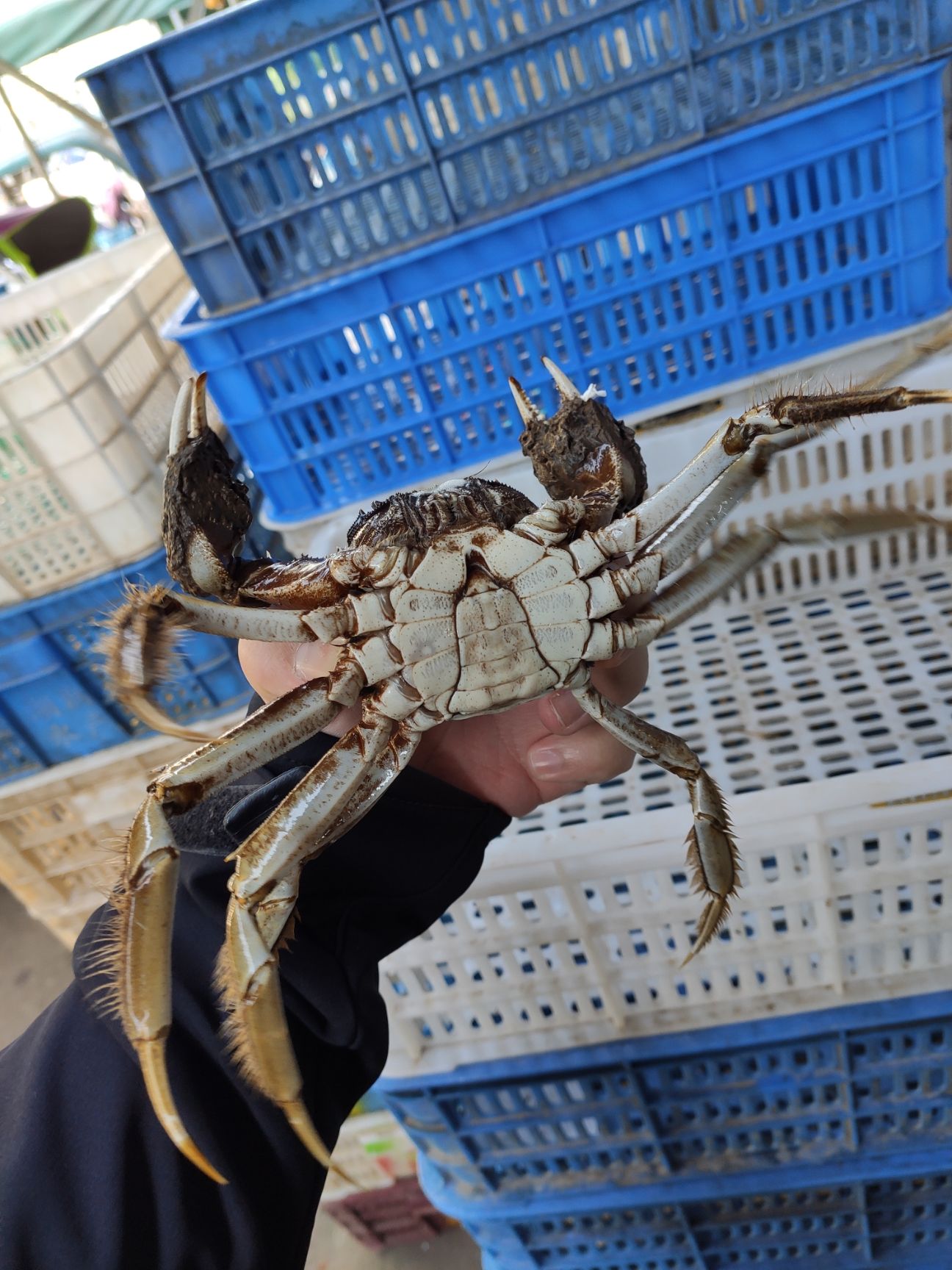 洪湖市大闸蟹  【公蟹】洪湖清水大闸蟹精养塘精品螃蟹现货供应30斤起批可混批