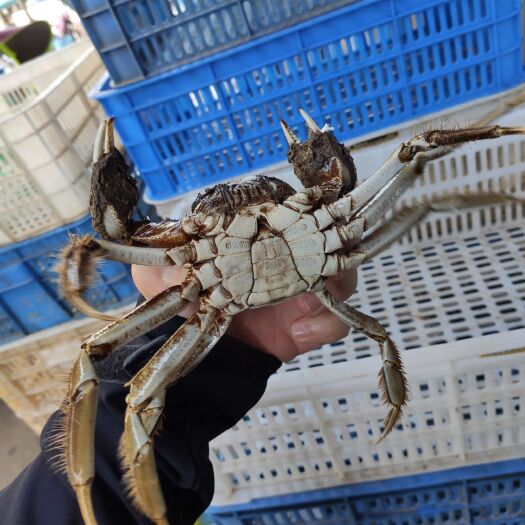 洪湖市洪湖市大闸蟹  【公蟹】洪湖清水大闸蟹精养塘精品螃蟹现货供应30斤起批可混批