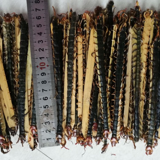 随州金头蜈蚣  干条14-15厘米