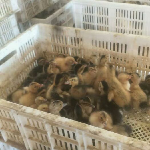 南宁 合浦杂交青头鸭苗