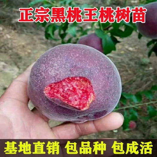 平邑县 正宗黑桃树苗 黑桃皇后嫁接苗 当年可结果，南北方适宜