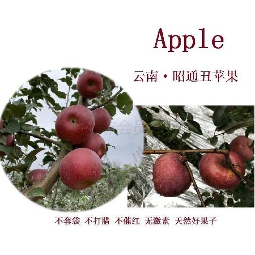 昭通红富士苹果  云南昭通
生态糖心丑苹果   毛重11.5斤