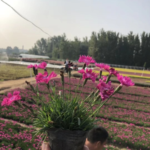 青州市欧石竹