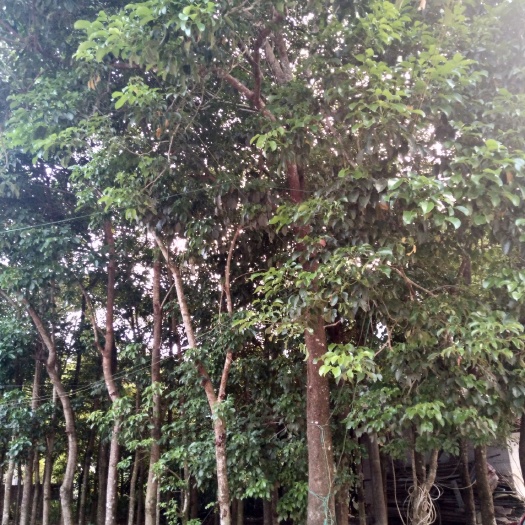 容县秋枫树  秋枫
