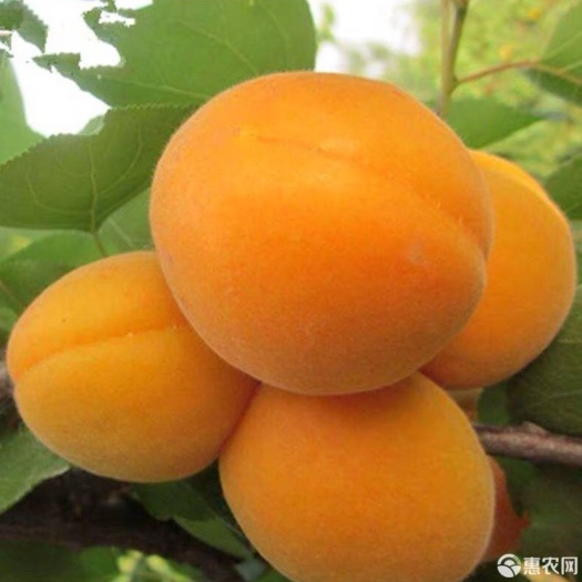 平邑县金太阳杏树苗 金太阳杏苗