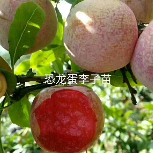 平邑县恐龙蛋李子苗 精品嫁接