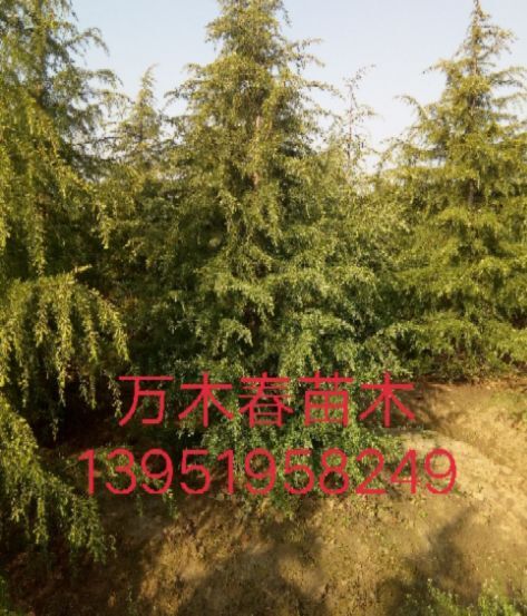 南京南京雪松  优质雪松，雪松供应