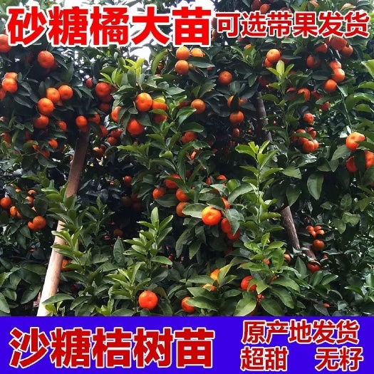平邑县沙糖桔苗 【精选】砂糖橘苗 果味美 甜 品种纯 基地直销现挖现发货