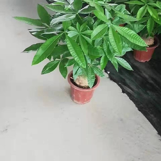 玉林 独杆发财树
