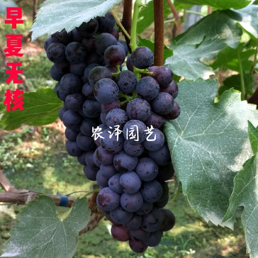 平度市南太湖特早葡萄苗早夏无核葡萄苗早熟葡萄苗大棚葡萄苗批发基地