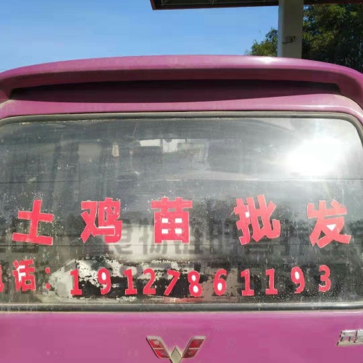 钦州 土鸡苗长年供应