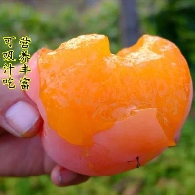 平邑县 甜心柿苗  不暖甜柿苗  采摘即食  甜度非常高 基地直销