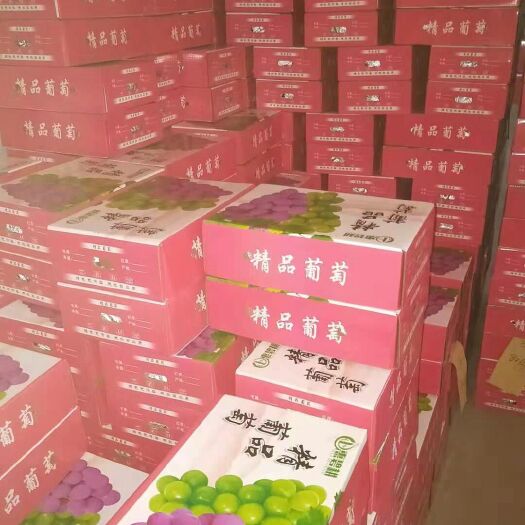 晋州市 礼品盒葡萄产地批发颗粒大