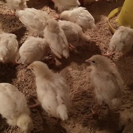 南昌县肉鸡苗 统货