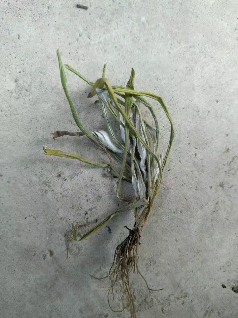 天青地白  、纯自然生长无污染，水洗货全干无杂