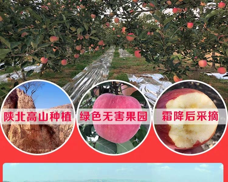 红富士苹果  水晶富士  甘肃水晶冰糖心富士