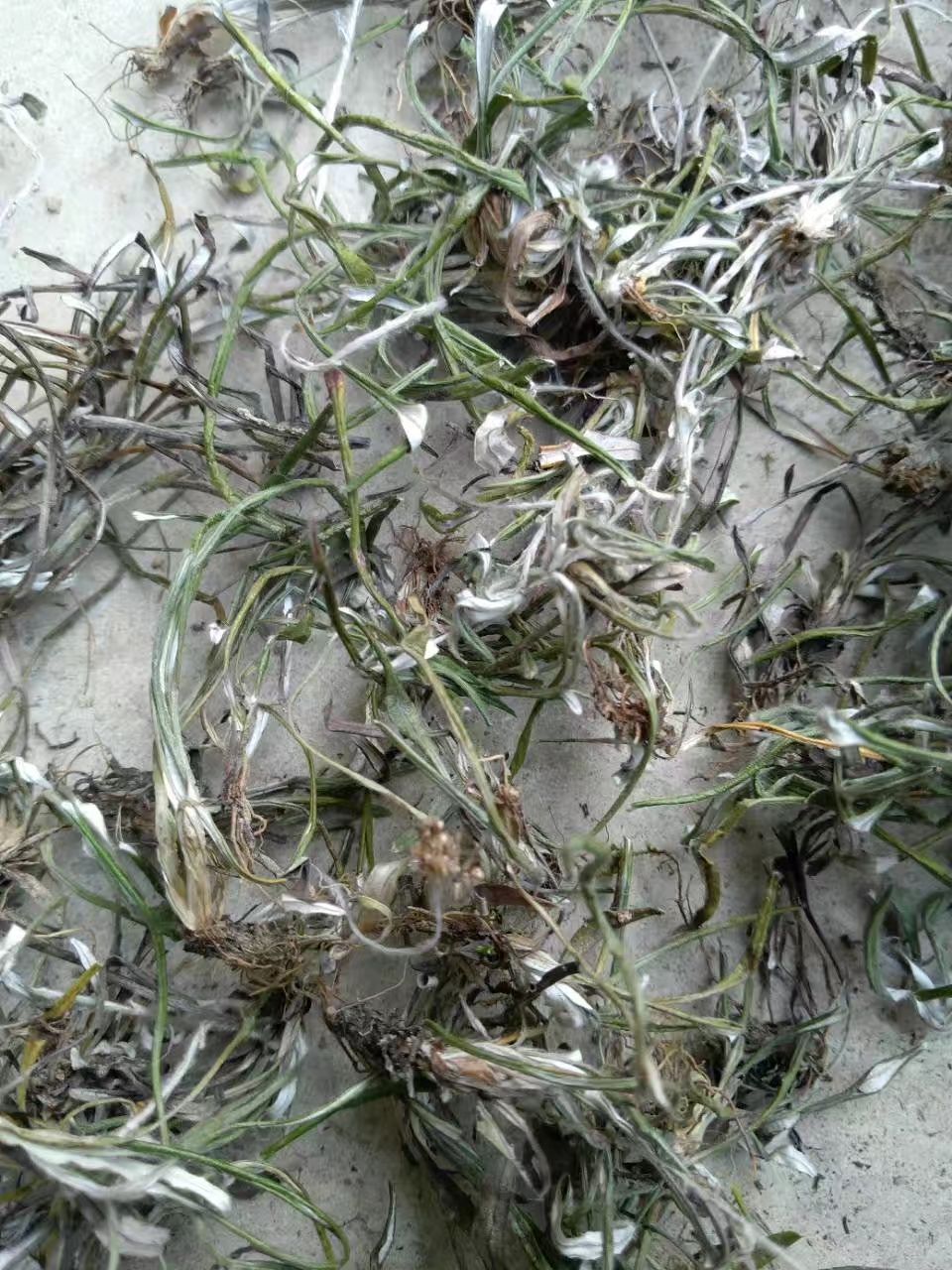 天青地白  、纯自然生长无污染，水洗货全干无杂