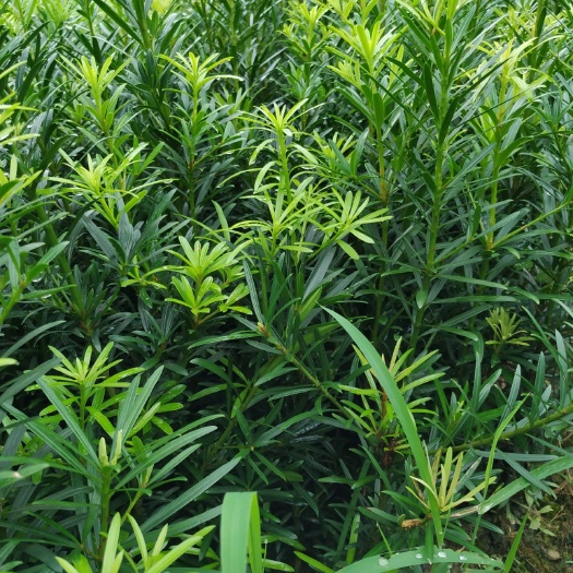 阳朔县罗汉松