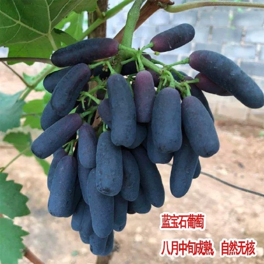 平邑县 蓝宝石葡萄苗  甜蜜蓝宝石葡萄树苗 嫁接可盆栽可爬藤 包成