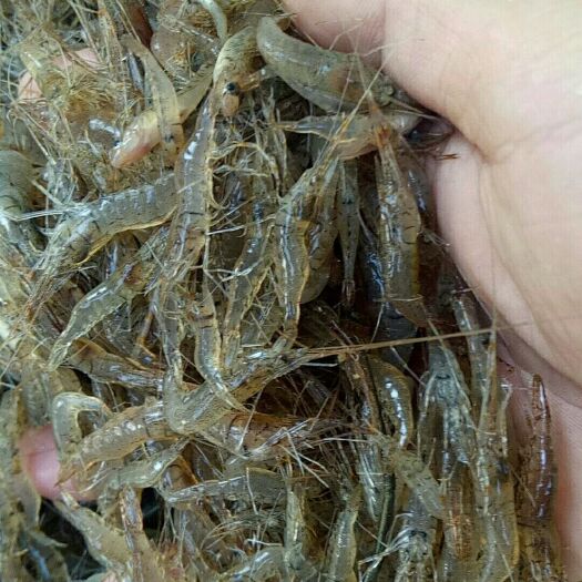 青虾  精品