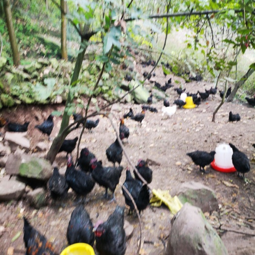 筠连县 大量供应乌骨鸡苗脱温苗中鸡成年大鸡散养跑山鸡脱温鸡中鸡大鸡