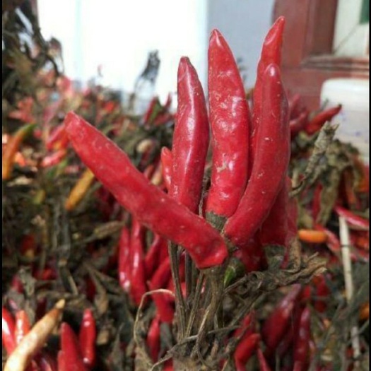 襄城县 优质，小辣椒，朝天椒，自家种植，自产自销，