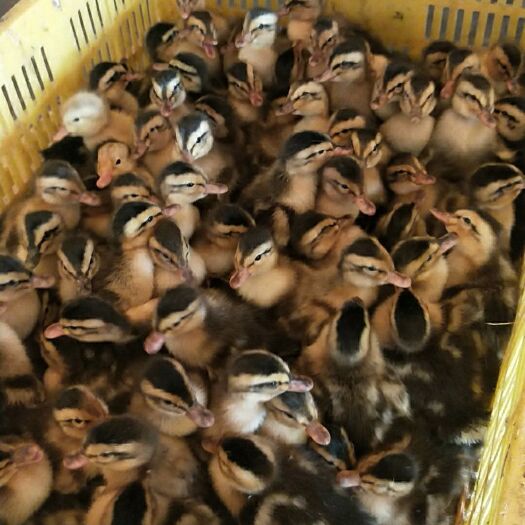 南宁 大种郊区杂交麻鸭苗