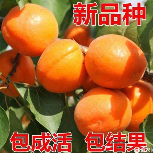 凯特杏苗 凯特杏