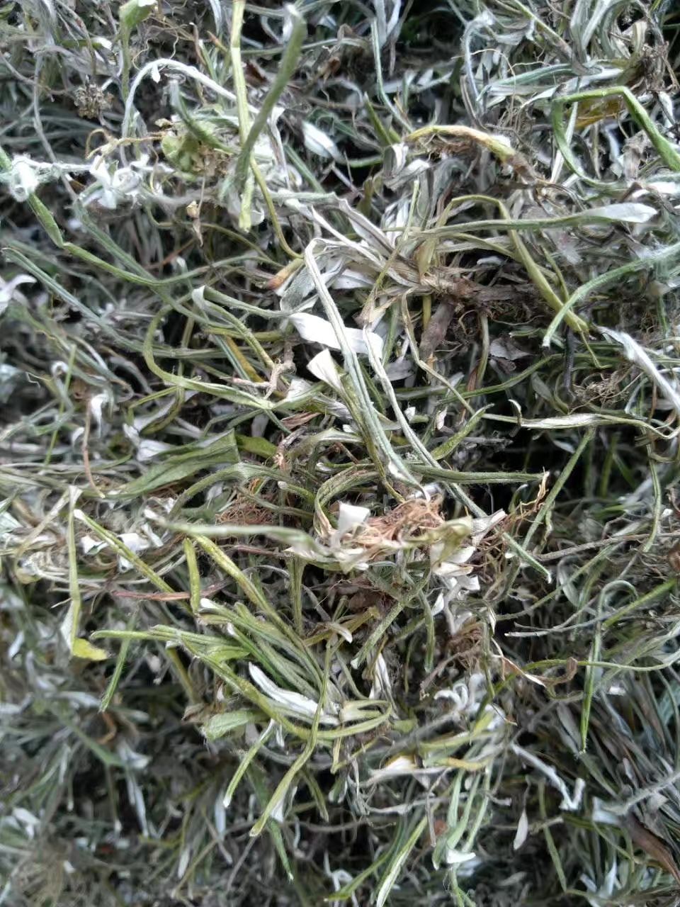 天青地白  、纯自然生长无污染，水洗货全干无杂