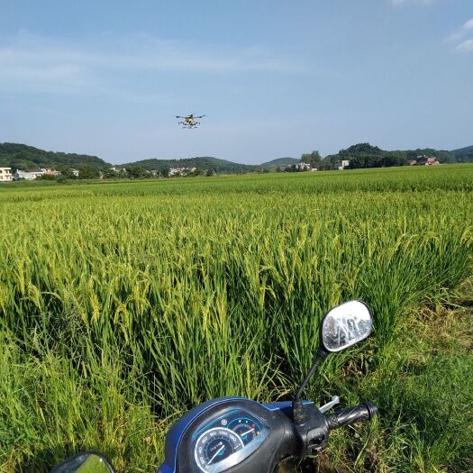 安仁县畾优1068 国标一级米，未出穗前全生长期只喷一次农药