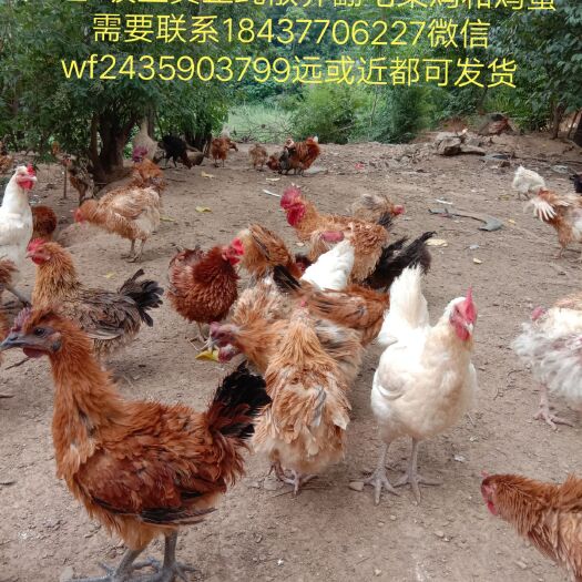 南召县 山坡上没有圈围的真正纯散养翻毛鸡和麒麟鸡