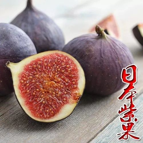 平邑县 日本紫果无花果苗 正品保证 优质一级树苗  基地现挖现发货